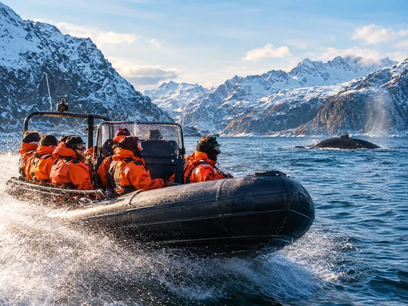 Safari alle balene a Skjervøy con gommone e pullman